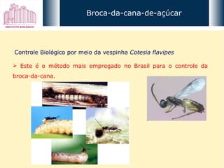 Broca-da-cana-de-açúcar Controle Biológico por meio da vespinha  Cotesia flavipes Este é o método mais empregado no Brasil para o controle da broca-da-cana. 