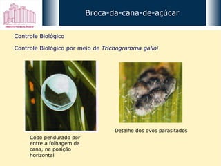 Broca-da-cana-de-açúcar Controle Biológico Controle Biológico por meio de  Trichogramma galloi Copo pendurado por entre a folhagem da cana, na posição horizontal Detalhe dos ovos parasitados 