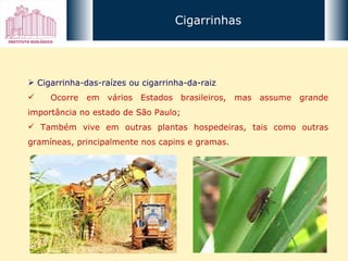 Cigarrinhas Cigarrinha-das-raízes ou cigarrinha-da-raiz Ocorre em vários Estados brasileiros, mas assume grande importância no estado de São Paulo; Também vive em outras plantas hospedeiras, tais como outras gramíneas, principalmente nos capins e gramas. 