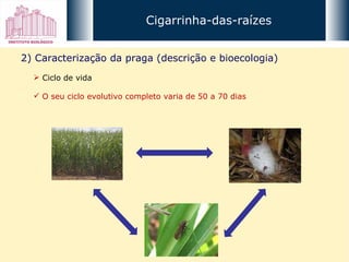 Cigarrinha-das-raízes 2) Caracterização da praga (descrição e bioecologia) Ciclo de vida O seu ciclo evolutivo completo varia de 50 a 70 dias 