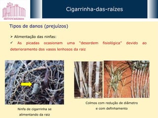 Cigarrinha-das-raízes Tipos de danos (prejuízos) Alimentação das ninfas: As picadas ocasionam uma “desordem fisiológica” devido ao deterioramento dos vasos lenhosos da raiz Ninfa de cigarrinha se alimentando da raiz Colmos com redução de diâmetro e com definhamento 
