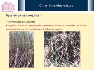Cigarrinha-das-raízes Tipos de danos (prejuízos) Alimentação dos adultos: injeção de toxinas, que acabam produzindo manchas amarelas nas folhas, depois tornam-se avermelhadas e, finalmente opacas. 