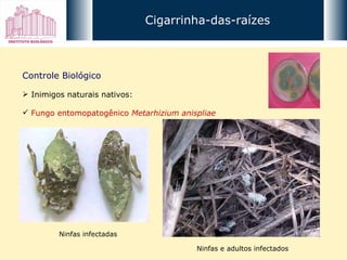 Cigarrinha-das-raízes Controle Biológico Inimigos naturais nativos: Fungo entomopatogênico  Metarhizium anispliae Ninfas infectadas Ninfas e adultos infectados 
