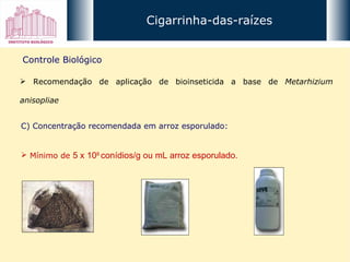 Cigarrinha-das-raízes Controle Biológico Recomendação de aplicação de bioinseticida a base de  Metarhizium anisopliae C) Concentração recomendada em arroz esporulado: Mínimo de  5 x 10 8  conídios/g ou mL arroz esporulado.  