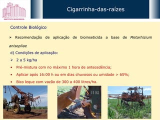 Cigarrinha-das-raízes Controle Biológico Recomendação de aplicação de bioinseticida a base de  Metarhizium anisopliae d) Condições de aplicação: 2 a 5 kg/ha Pré-mistura com no máximo 1 hora de antecedência; Aplicar após 16:00 h ou em dias chuvosos ou umidade > 65%; Bico leque com vazão de 300 a 400 litros/ha. 