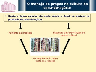O manejo de pragas na cultura da cana-de-açúcar Desde a época colonial até neste século o Brasil se destaca na produção de cana-de-açúcar Aumento da produção Expansão das exportações de açúcar e álcool Consequência do baixo custo de produção 