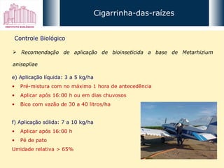 Cigarrinha-das-raízes Controle Biológico Recomendação de aplicação de bioinseticida a base de Metarhizium anisopliae e) Aplicação líquida: 3 a 5 kg/ha  Pré-mistura com no máximo 1 hora de antecedência Aplicar após 16:00 h ou em dias chuvosos Bico com vazão de 30 a 40 litros/ha f) Aplicação sólida: 7 a 10 kg/ha Aplicar após 16:00 h  Pé de pato Umidade relativa > 65% 