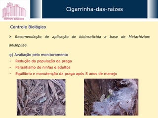 Cigarrinha-das-raízes Controle Biológico Recomendação de aplicação de bioinseticida a base de Metarhizium anisopliae g) Avaliação pelo monitoramento Redução da população da praga Parasitismo de ninfas e adultos Equilíbrio e manutenção da praga após 5 anos de manejo 