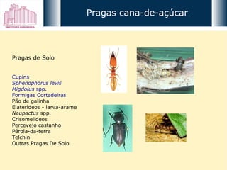 Pragas de Solo Cupins Sphenophorus levis Migdolus  spp. Formigas Cortadeiras Pão de galinha Elaterídeos - larva-arame Naupactus  spp. Crisomelídeos Percevejo castanho Pérola-da-terra Telchin Outras Pragas De Solo Pragas cana-de-açúcar 