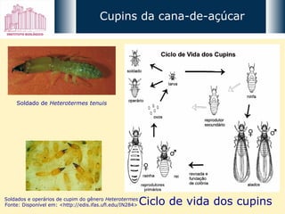 Ciclo de vida dos cupins Soldado de  Heterotermes tenuis Soldados e operários de cupim do gênero  Heterotermes Fonte: Disponível em: <http://edis.ifas.ufl.edu/IN284> Cupins da cana-de-açúcar 