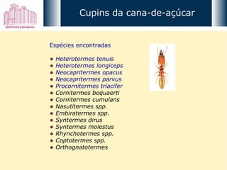 Espécies encontradas Heterotermes tenuis Heterotermes longiceps Neocapritermes opacus Neocapritermes parvus Procornitermes triacifer Cornitermes bequaerti Cornitermes cumulans Nasutitermes spp. Embiratermes spp. Syntermes dirus Syntermes molestus Rhynchotermes spp. Coptotermes spp. Orthognatotermes Cupins da cana-de-açúcar 