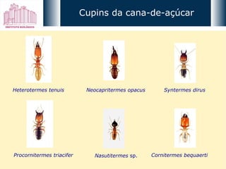 Heterotermes tenuis Neocapritermes opacus Procornitermes triacifer Nasutitermes  sp. Syntermes dirus Cornitermes bequaerti Cupins da cana-de-açúcar 