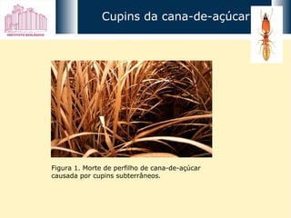 Figura 1. Morte de perfilho de cana-de-açúcar causada por cupins subterrâneos. Cupins da cana-de-açúcar 
