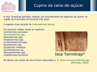 A isca Termitrap permitiu realizar um levantamento de espécies de cupins na região de Piracicaba-SP durante três anos. A espécie mais atraída foi  Heterotermes tenuis ,  Foi possível coletar ainda as espécies:  Cornitermes cumulans   Procornitermes  spp.   Nasutitermes  spp.  Anoplotermes  spp.  Constrictotermes  spp.  Ruptitermes  spp.  Syntermes molestus   Cylindrotermes  sp.  Neocapritermes  spp.  Coptotermes havilandi   Os danos nas raízes da cana foram associados a  H. tenuis  e  procornitermes  sp.    (Almeida, 1998) Isca Termitrap ®   Cupins da cana-de-açúcar 