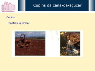 Cupins - Controle químico: Cupins da cana-de-açúcar 