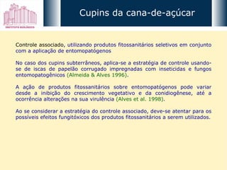 Controle associado , utilizando produtos fitossanitários seletivos em conjunto com a aplicação de entomopatógenos  No caso dos cupins subterrâneos, aplica-se a estratégia de controle usando-se de iscas de papelão corrugado impregnadas com inseticidas e fungos entomopatogênicos  (Almeida & Alves 1996) .  A ação de produtos fitossanitários sobre entomopatógenos pode variar desde a inibição do crescimento vegetativo e da conidiogênese, até a ocorrência alterações na sua virulência  (Alves et al. 1998) .  Ao se considerar a estratégia do controle associado, deve-se atentar para os possíveis efeitos fungitóxicos dos produtos fitossanitários a serem utilizados. Cupins da cana-de-açúcar 