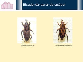 Sphenophorus levis Metamasius hemipterus Bicudo-da-cana-de-açúcar 