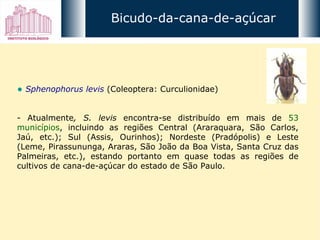 Sphenophorus levis   (Coleoptera: Curculionidae)  - Atualmente , S. levis  encontra-se distribuído em mais de  53 municípios , incluindo as regiões Central (Araraquara, São Carlos, Jaú, etc.); Sul (Assis, Ourinhos); Nordeste (Pradópolis) e Leste (Leme, Pirassununga, Araras, São João da Boa Vista, Santa Cruz das Palmeiras, etc.), estando portanto em quase todas as regiões de cultivos de cana-de-açúcar do estado de São Paulo. Bicudo-da-cana-de-açúcar 