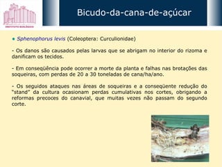 Sphenophorus levis   (Coleoptera: Curculionidae)  - Os danos são causados pelas larvas que se abrigam no interior do rizoma e danificam os tecidos.  - Em conseqüência pode ocorrer a morte da planta e falhas nas brotações das soqueiras, com perdas de 20 a 30 toneladas de cana/ha/ano.  - Os seguidos ataques nas áreas de soqueiras e a conseqüente redução do “stand” da cultura ocasionam perdas cumulativas nos cortes, obrigando a reformas precoces do canavial, que muitas vezes não passam do segundo corte. Bicudo-da-cana-de-açúcar 