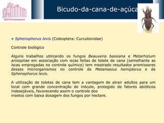 Sphenophorus levis   (Coleoptera: Curculionidae)  Controle biológico Alguns trabalhos utilizando os fungos  Beauveria bassiana  e  Metarhizium anisopliae  em associação com iscas feitas de tolete de cana (semelhante as iscas empregadas no controle químico) tem mostrado resultados promissores desses microrganismos no controle de  Metamasius hemipterus  e de  Sphenophorus levis .  A utilização de toletes de cana tem a vantagem de atrair adultos para um local com grande concentração de inóculo, protegido de fatores abióticos indesejáveis, favorecendo assim o controle dos insetos com baixa dosagem dos fungos por hectare. Bicudo-da-cana-de-açúcar 