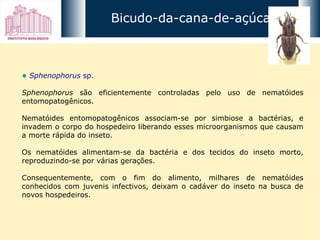 Sphenophorus  sp.   Sphenophorus  são eficientemente controladas pelo uso de nematóides entomopatogênicos.  Nematóides entomopatogênicos associam-se por simbiose a bactérias, e invadem o corpo do hospedeiro liberando esses microorganismos que causam a morte rápida do inseto.  Os nematóides alimentam-se da bactéria e dos tecidos do inseto morto, reproduzindo-se por várias gerações.  Consequentemente, com o fim do alimento, milhares de nematóides conhecidos com juvenis infectivos, deixam o cadáver do inseto na busca de novos hospedeiros. Bicudo-da-cana-de-açúcar 