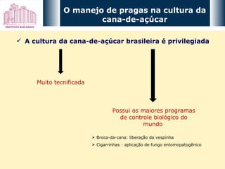 A cultura da cana-de-açúcar brasileira é privilegiada O manejo de pragas na cultura da cana-de-açúcar Muito tecnificada Possui os maiores programas de controle biológico do mundo  Broca-da-cana: liberação da vespinha Cigarrinhas : aplicação de fungo entomopatogênico  