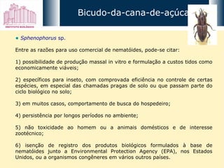 Sphenophorus  sp.   Entre as razões para uso comercial de nematóides, pode-se citar:  1) possibilidade de produção massal in vitro e formulação a custos tidos como economicamente viáveis;  2) específicos para inseto, com comprovada eficiência no controle de certas espécies, em especial das chamadas pragas de solo ou que passam parte do ciclo biológico no solo;  3) em muitos casos, comportamento de busca do hospedeiro;  4) persistência por longos períodos no ambiente;  5) não toxicidade ao homem ou a animais domésticos e de interesse zootécnico;  6) isenção de registro dos produtos biológicos formulados à base de nematóides junto a Environmental Protection Agency (EPA), nos Estados Unidos, ou a organismos congêneres em vários outros países. Bicudo-da-cana-de-açúcar 