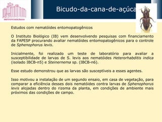 Estudos com nematóides entomopatogênicos O Instituto Biológico (IB) vem desenvolvendo pesquisas com financiamento da FAPESP procurando avaliar nematóides entomopatogênicos para o controle de  Sphenophorus levis . Inicialmente, foi realizado um teste de laboratório para avaliar a susceptibilidade de larvas de S. levis aos nematóides  Heterorhabditis indica  (isolado IBCB-n5) e  Steinernema  sp. (IBCB-n6).  Esse estudo demonstrou que as larvas são susceptíveis a esses agentes. Isso motivou a instalação de um segundo ensaio, em casa de vegetação, para comparar a eficiência desses dois nematóides contra larvas de  Sphenophorus levis  alojadas dentro do rizoma da planta, em condições de ambiente mais próximos das condições de campo.  Bicudo-da-cana-de-açúcar 