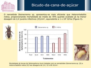 O nematóide Steinernema sp. apresentou-se mais eficiente que  Heterorhabditis   indica , proporcionando mortalidade do inseto de 70% quando avaliado já na menor dosagem de 2,4 juvenis infectivos (JI)/cm 2 , equivalente a 1 x 10 8  JI/ha (Figura 3). Mortalidade de larvas de  Sphenophorus levis  tratadas com os nematóides  Steinernema  sp. (S) e  Heterorhabditis indica  (H) nas dosagens de 2,4; 12 e 60 JI/cm 2 . Bicudo-da-cana-de-açúcar 