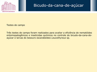 Testes de campo Três testes de campo foram realizados para avaliar a eficiência de nematóides entomopatogênicos e inseticidas químicos no controle do bicudo-da-cana-de-açúcar e larvas do besouro escarabeídeo  Leucothyreus  sp. Bicudo-da-cana-de-açúcar 