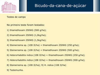 Testes de campo No primeiro teste foram testados: 1) thiamethoxam 250WG (500 g/ha); 2) thiamethoxam 250WG (1,0kg/ha); 3) thiamethoxam 250WG (1,5kg/ha); 4) Steinernema sp. (108 JI/ha) + thiamethoxam 250WG (250 g/ha); 5) Steinernema sp. (108 JI/ha) + thiamethoxam 250WG (500 g/ha); 6) Heterorhabditis indica (108 JI/ha) + thiamethoxam 250WG (250 g/ha); 7)  Heterorhabditis   indica  (108 JI/ha) + thiamethoxam 250WG (500 g/ha); 8) Steinernema sp. (108 JI/ha); 9) H. indica (108 JI/ha) 9) Testemunha. Bicudo-da-cana-de-açúcar 