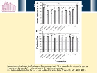 Porcentagem de plantas danificadas por  Sphenophorus levis  (A) e produção de  colmos/ha para os tratamentos do teste 1. T = thiamethoxam; S =  Steinernema  n. sp.;  H =  Heterorhabditis indica . Barras = erro padrão. Usina São João, Araras, SP, safra 2003-2004.  Bicudo-da-cana-de-açúcar 