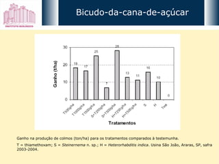 Ganho na produção de colmos (ton/ha) para os tratamentos comparados à testemunha.  T = thiamethoxam; S =  Steinernema  n. sp.; H =  Heterorhabditis indica . Usina São João, Araras, SP, safra 2003-2004. Bicudo-da-cana-de-açúcar 