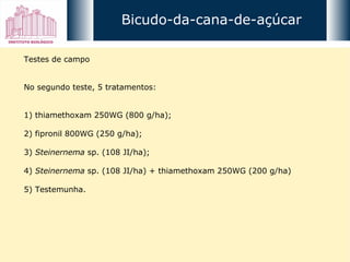Testes de campo No segundo teste, 5 tratamentos: 1) thiamethoxam 250WG (800 g/ha); 2) fipronil 800WG (250 g/ha); 3)  Steinernema  sp. (108 JI/ha); 4)  Steinernema  sp. (108 JI/ha) + thiamethoxam 250WG (200 g/ha) 5) Testemunha. Bicudo-da-cana-de-açúcar 