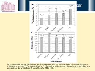 Porcentagem de plantas danificadas por  Sphenophorus levis  (A) e produção de colmos/ha (B) para os tratamentos do teste 2. T = thiamethoxam; F = fipronil; N = Nematóide ( Steinernema  n. sp.). Barras = erro padrão. Usina São João, Araras, SP, safra 2005-2006. Bicudo-da-cana-de-açúcar 