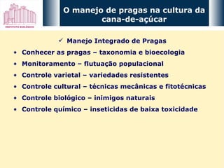 Manejo Integrado de Pragas Conhecer as pragas – taxonomia e bioecologia Monitoramento – flutuação populacional Controle varietal – variedades resistentes Controle cultural – técnicas mecânicas e fitotécnicas Controle biológico – inimigos naturais Controle químico – inseticidas de baixa toxicidade O manejo de pragas na cultura da cana-de-açúcar 