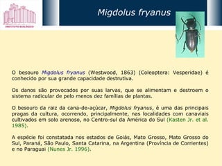 O besouro  Migdolus fryanus  (Westwood, 1863) (Coleoptera: Vesperidae) é conhecido por sua grande capacidade destrutiva.  Os danos são provocados por suas larvas, que se alimentam e destroem o sistema radicular de pelo menos dez famílias de plantas.  O besouro da raiz da cana-de-açúcar,  Migdolus fryanus , é uma das principais pragas da cultura, ocorrendo, principalmente, nas localidades com canaviais cultivados em solo arenoso, no Centro-sul da América do Sul  (Kasten Jr. et al. 1985) .  A espécie foi constatada nos estados de Goiás, Mato Grosso, Mato Grosso do Sul, Paraná, São Paulo, Santa Catarina, na Argentina (Província de Corrientes) e no Paraguai  (Nunes Jr. 1996) . Migdolus fryanus 