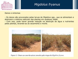 Danos e sintomas - Os danos são provocados pelas larvas de  Migdolus  spp., que se alimentam e destroem o sistema radicular das plantas em qualquer idade.  - Com isso, pode haver grande redução na absorção de água e nutrientes pelas plantas, levando-as ao secamento e morte. Migdolus fryanus 