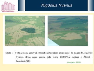 (Machado, 2006) Migdolus fryanus 