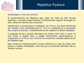 Amostragem e nível de controle O monitoramento de  Migdolus  spp. pode ser feito de três formas distintas, a primeira delas durante o levantamento regular de pragas de solo, antes da reforma dos canaviais.  Geralmente, a  amostragem  é realizada, no  mínimo , em duas trincheiras por hectare, com dimensões de  0,5 x 0,5 m , avaliando-se a  população das pragas presentes  e classificando-as em espécies e danos causados. A segunda forma é aquela efetuada nos  meses mais frios e secos  no ano (maio a agosto para a região Centro-Sul), observando-se e  mapeando-se os focos com sintoma de secamento  causado pelas larvas de  Migdolus  spp.  Esse modo de monitoramento é pouco eficiente no caso de áreas com baixas a médias infestações, uma vez que os sintomas descritos não se tornam visíveis. Migdolus fryanus 