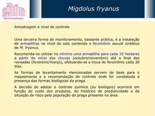 Amostragem e nível de controle Uma terceira forma de monitoramento, bastante prática, é a instalação de  armadilhas  no nível do solo contendo o  feromônio  sexual sintético de  M. fryanus .  Recomenda-se utilizar no  mínimo uma armadilha para cada 10 hectares a partir do início das chuvas  (outubro/novembro) até o final das revoadas (fevereiro/março), efetuando-se a troca do feromônio cada 30 dias. As formas de levantamento mencionadas servem de base para o mapeamento e a recomendação de controle onde for constatada a presença das formas biológicas da praga.  A decisão de adotar o controle químico (ou biológico) ocorrerá em função do custo dos produtos, do histórico de produtividade e da situação de risco pela população da praga presente na área. Migdolus fryanus 