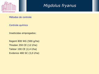 Métodos de controle Controle químico Inseticidas empregados: Regent 800 WG (500 g/ha) Thiodan 350 CE (12 l/ha) Talstar 100 CE (2,4 l/ha) Evidence 480 SC (3,0 l/ha) Migdolus fryanus 