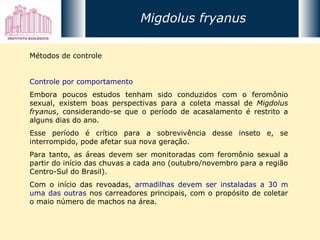 Métodos de controle Controle por comportamento Embora poucos estudos tenham sido conduzidos com o feromônio sexual, existem boas perspectivas para a coleta massal de  Migdolus fryanus , considerando-se que o período de acasalamento é restrito a alguns dias do ano.  Esse período é crítico para a sobrevivência desse inseto e, se interrompido, pode afetar sua nova geração.  Para tanto, as áreas devem ser monitoradas com feromônio sexual a partir do início das chuvas a cada ano (outubro/novembro para a região Centro-Sul do Brasil).  Com o início das revoadas,  armadilhas devem ser instaladas a 30 m uma das outras  nos carreadores principais, com o propósito de coletar o maio número de machos na área. Migdolus fryanus 