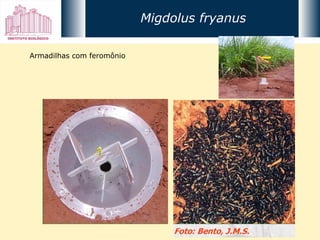 Armadilhas com feromônio Migdolus fryanus 