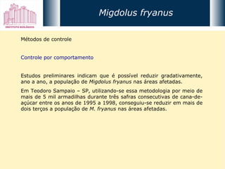 Métodos de controle Controle por comportamento Estudos preliminares indicam que é possível reduzir gradativamente, ano a ano, a população de  Migdolus fryanus  nas áreas afetadas.  Em Teodoro Sampaio – SP, utilizando-se essa metodologia por meio de mais de 5 mil armadilhas durante três safras consecutivas de cana-de-açúcar entre os anos de 1995 a 1998, conseguiu-se reduzir em mais de dois terços a população de  M. fryanus  nas áreas afetadas. Migdolus fryanus 