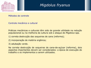 Métodos de controle Controle mecânico e cultural Práticas mecânicas e culturais têm sido de grande utilidade na redução populacional ou na melhoria da cultura sob o ataque de  Migdolus  spp.  1) correta destruição das soqueiras de cana (reforma);  2) incorporação de matéria orgânica;  3) adubação verde. Na correta destruição de soqueiras de cana-de-açúcar (reforma), dois aspectos importantes devem ser considerados: a época de execução do trabalho e os implementos a serem utilizados.  Migdolus fryanus 