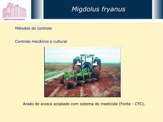 Métodos de controle Controle mecânico e cultural Arado de aiveca acoplado com sistema de inseticida (Fonte - CTC). Migdolus fryanus 