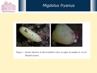 Migdolus fryanus 