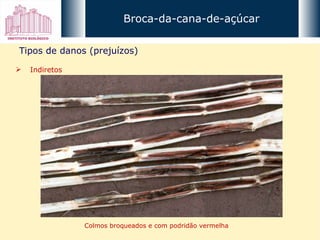 Broca-da-cana-de-açúcar Tipos de danos (prejuízos) Indiretos Colmos broqueados e com podridão vermelha 