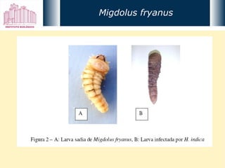 Migdolus fryanus 